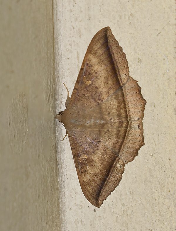 Hulodes caranea