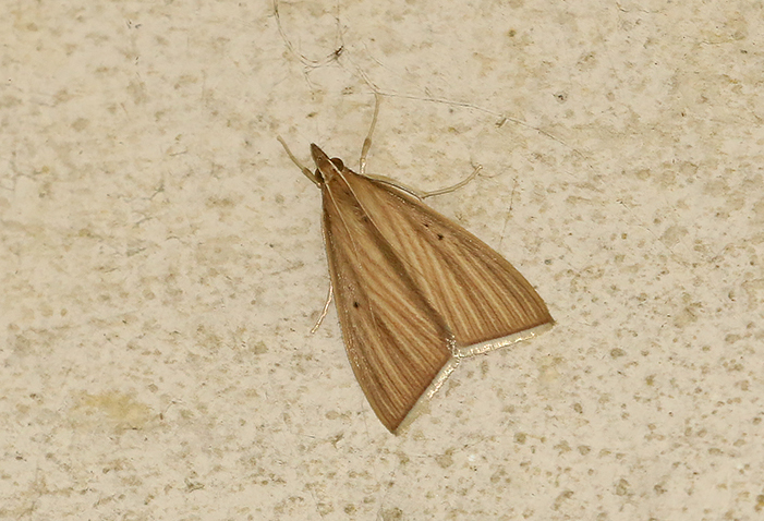 Loxoneptera hampsoni