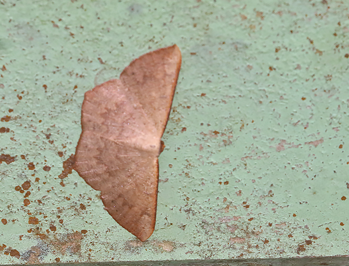Peratostega coctata