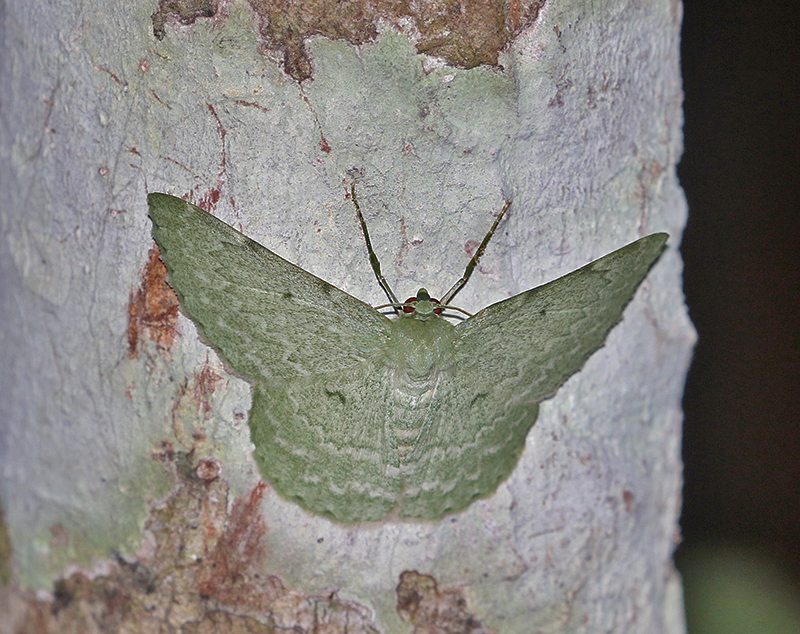 Pingasa