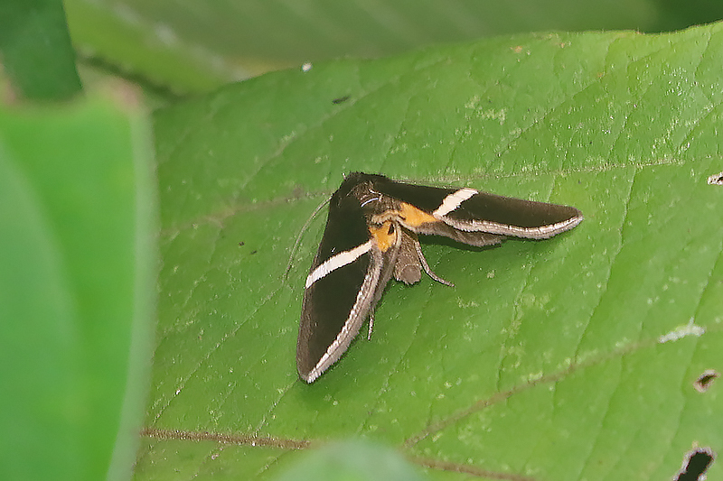 Fodina pallula
