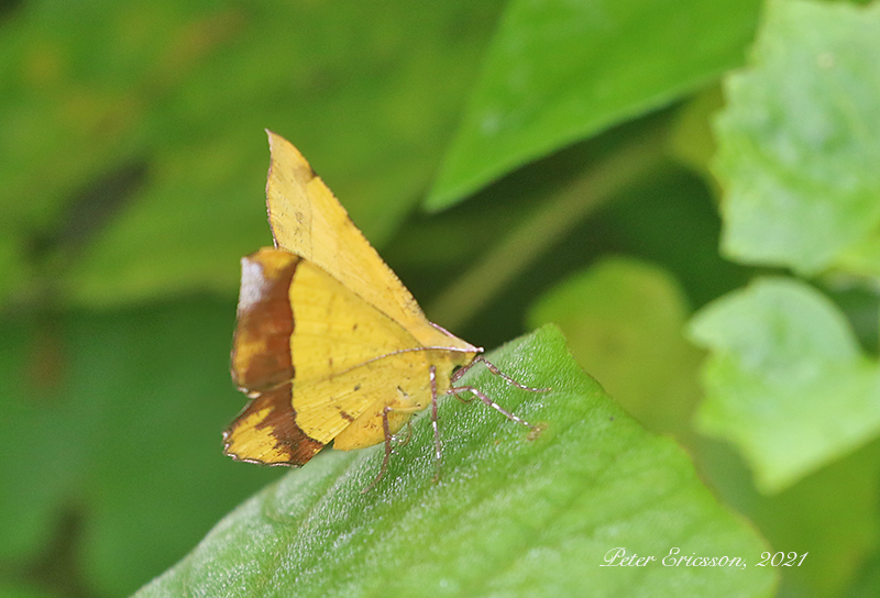 Hyperythra lutea (Yellow Ruler)