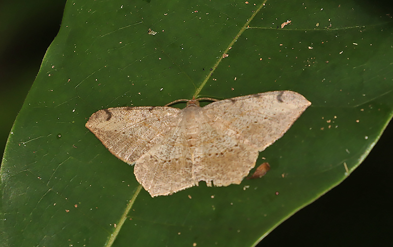 Probithia (Geometridae)