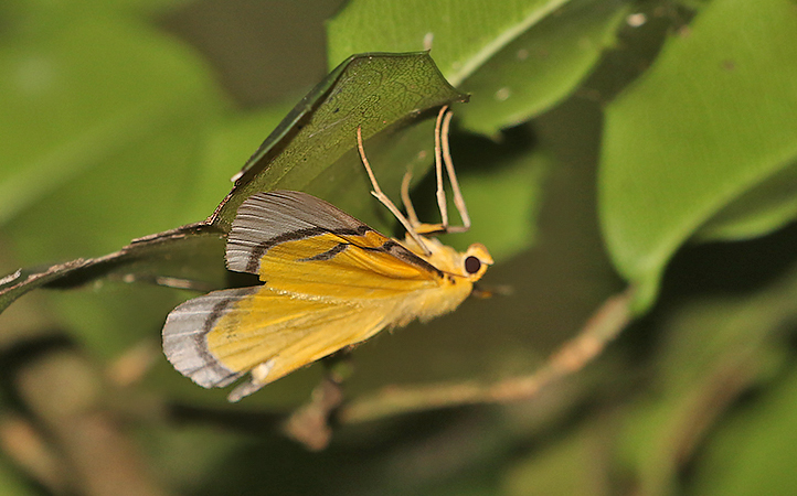 Celerena signata (Grey-bordered Yellow Looper)