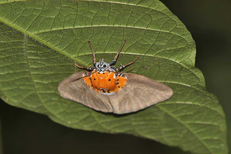 Peridrome orbicularis (Broad-winged Tiger Moth)