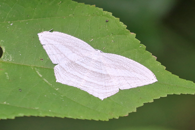 Acropteris leptaliata