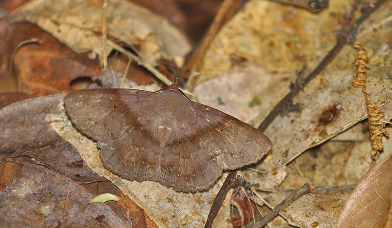 Mecodina bisignata