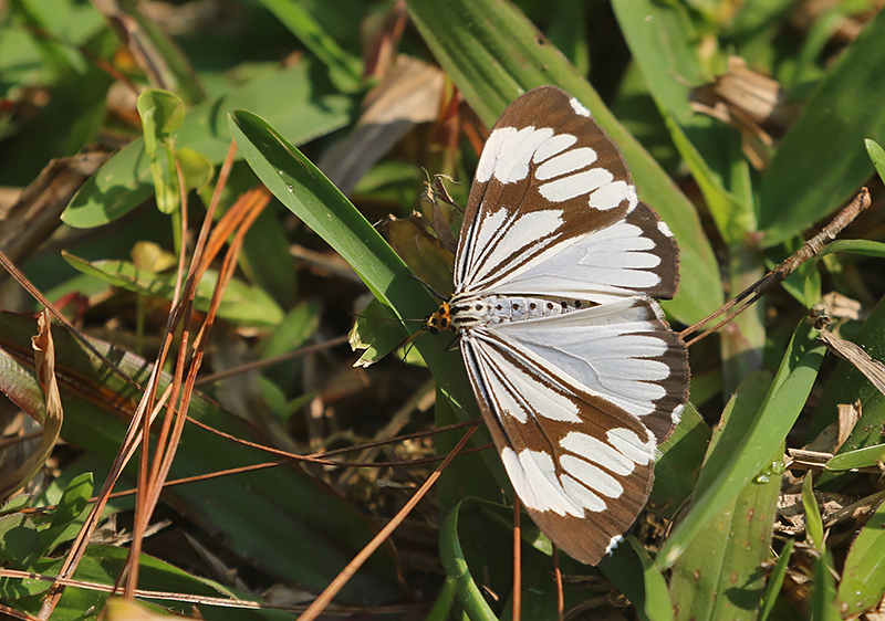 Nyctemera coleta (Marbled White Moth)