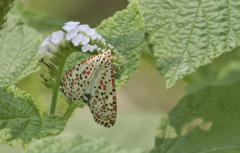 Heliotrope Moth (Utetheisa pulchelloides)