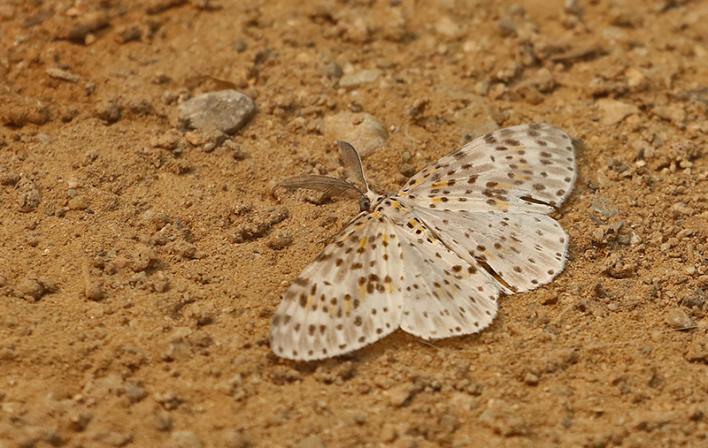Percnia ductaria .jpg