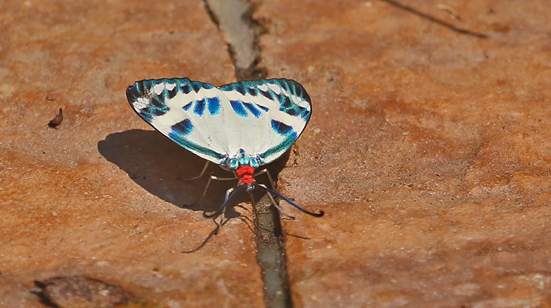 Chalcosia diana