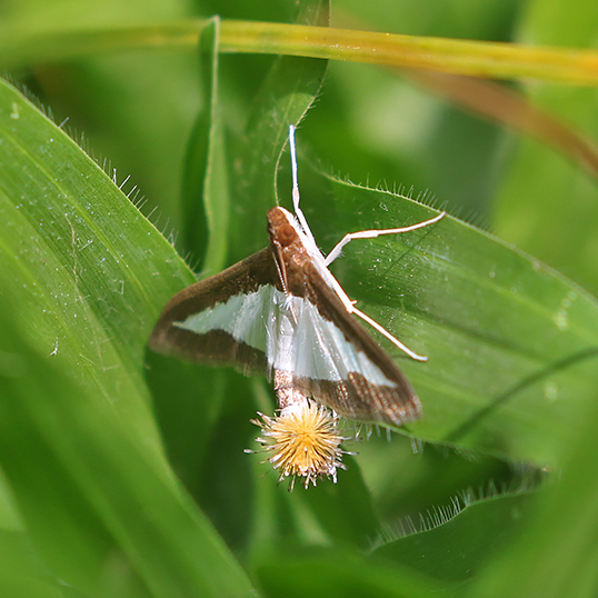 Diaphania indica (Cucumber Moth)