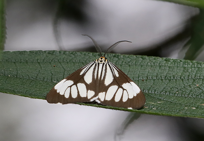 Nyctemera coleta (Marbled White Moth)