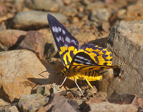 Dysphania militaris (False Tiger Moth)