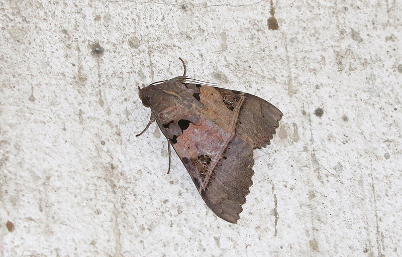Serrodes campana