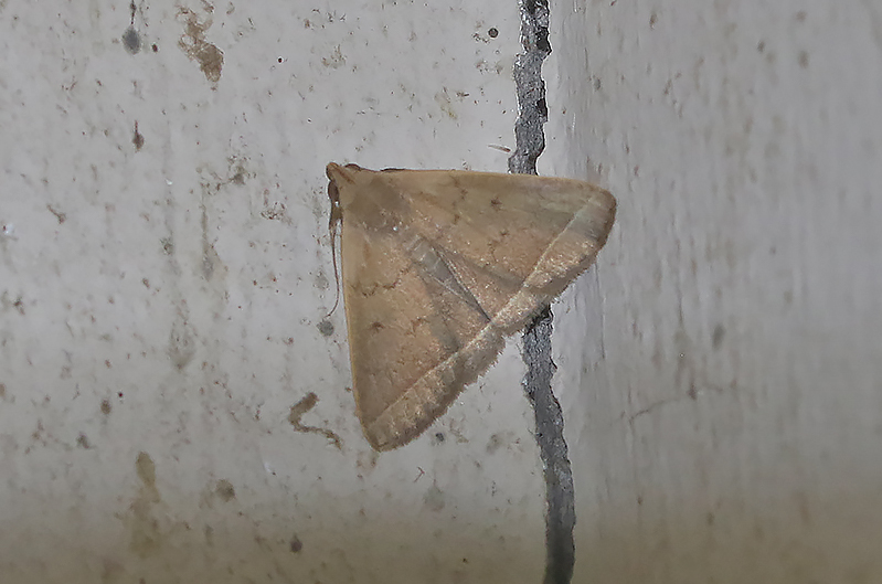 Simplicia cornicalis