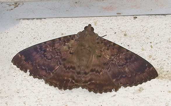 Genus Dasypodia