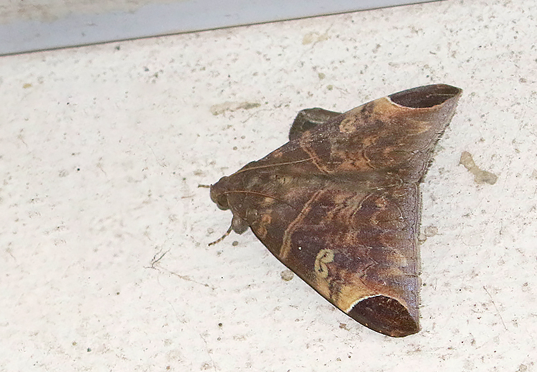 Pindara illibata