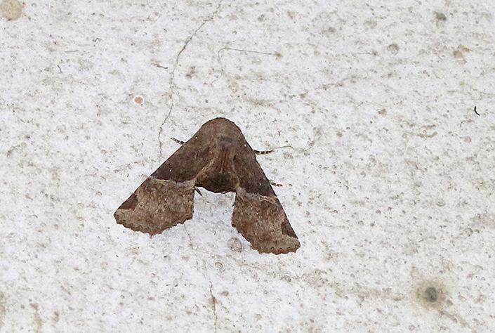 Targalla palliatrix