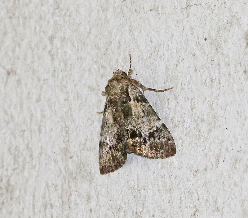 Genus Salma
