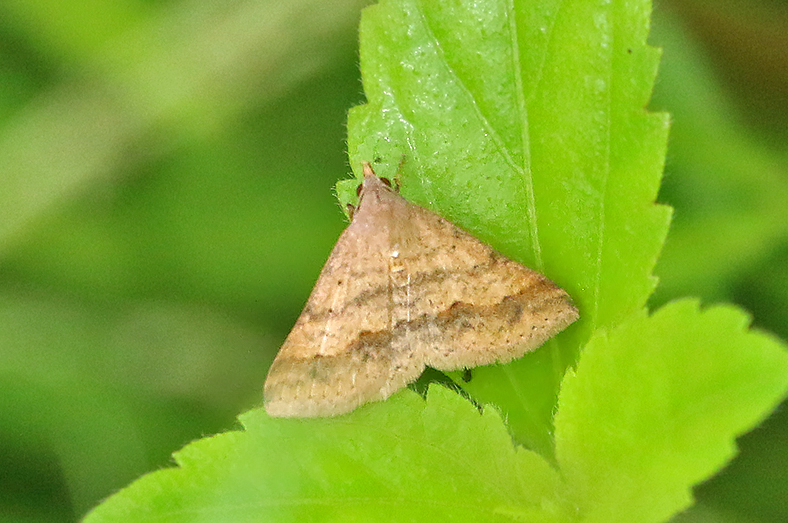 Gesonia obeditalis