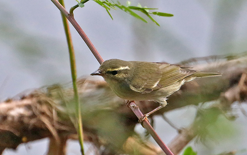 Arctic Warbler