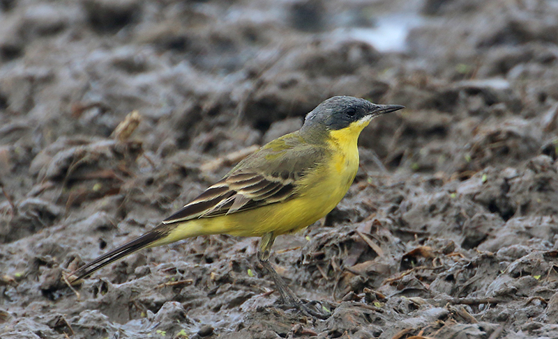 Eastern Yellow Wagtail