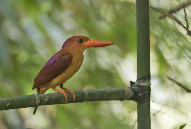 Ruddy Kingfisher