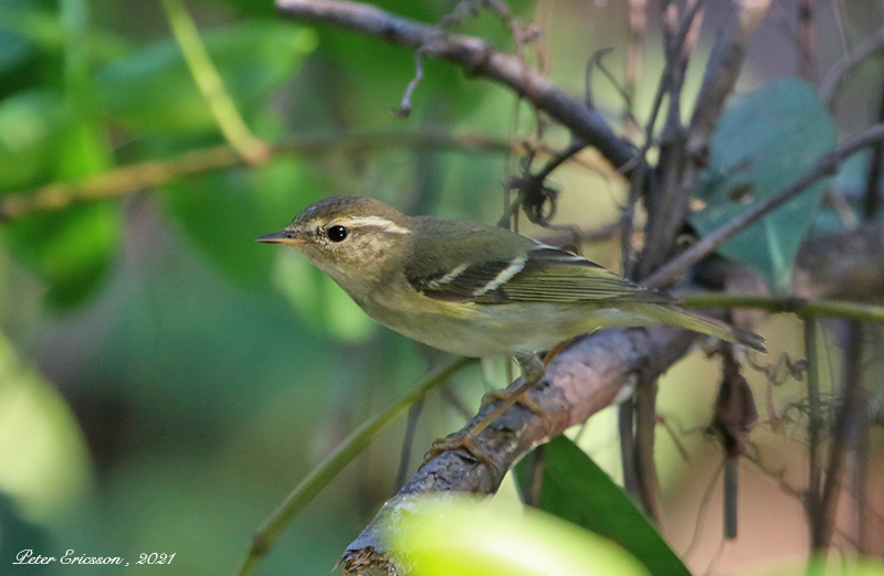 Yellow-browed Warbler