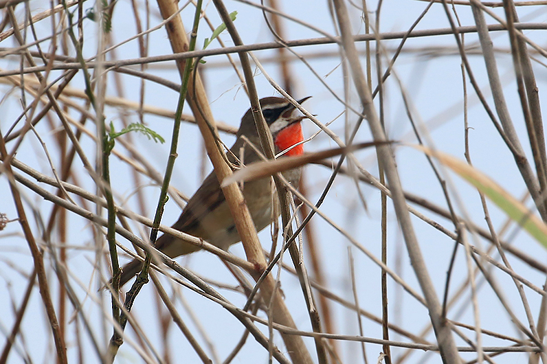 Siberian Rubythroat