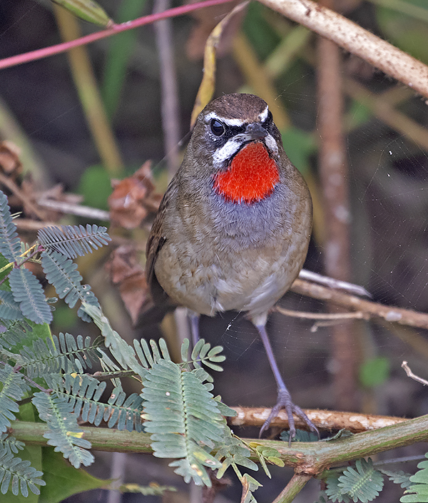 Siberian Rubythroat