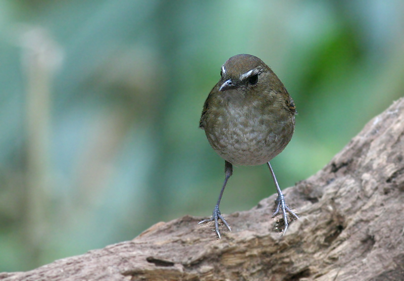 Lesser Shortwing