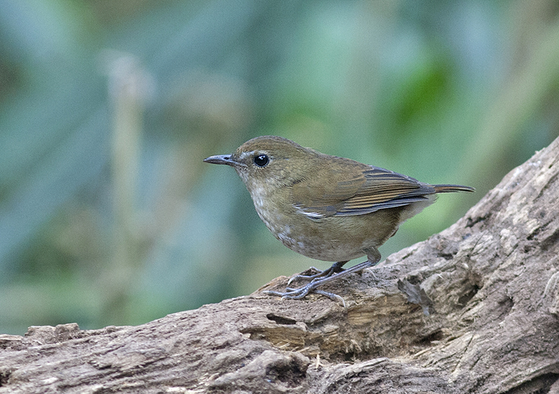 Lesser Shortwing