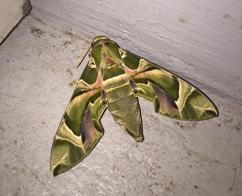 Oleander Hawkmoth (Daphnis nerii)
