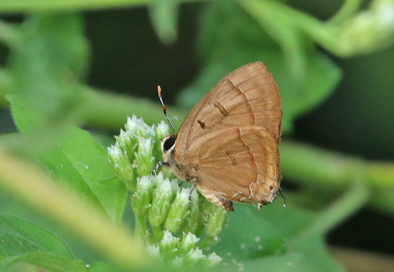 Copper Flash (Rapala pheretima)