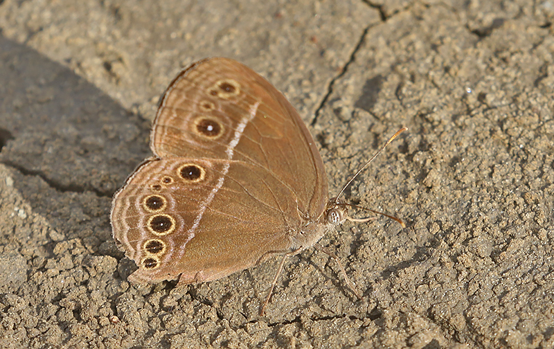 Dingy Bushbrown (Mycalesis perseus)