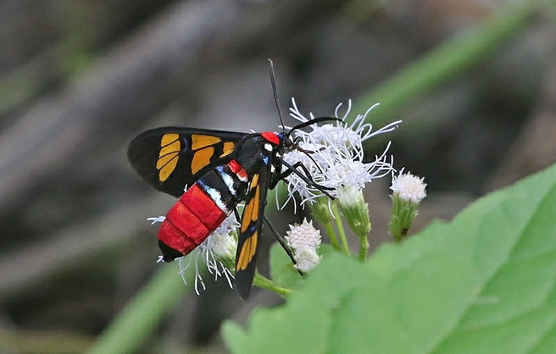 Painted Handmaiden Moth (Euchromia polymena)