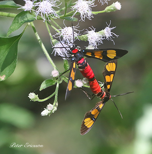 Painted Handmaiden Moth (Euchromia polymena)