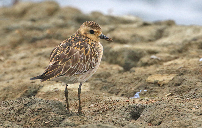 Pacific Golden Plover