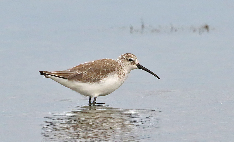 Curlew Sandpiper