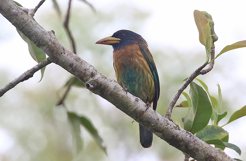 Great Barbet