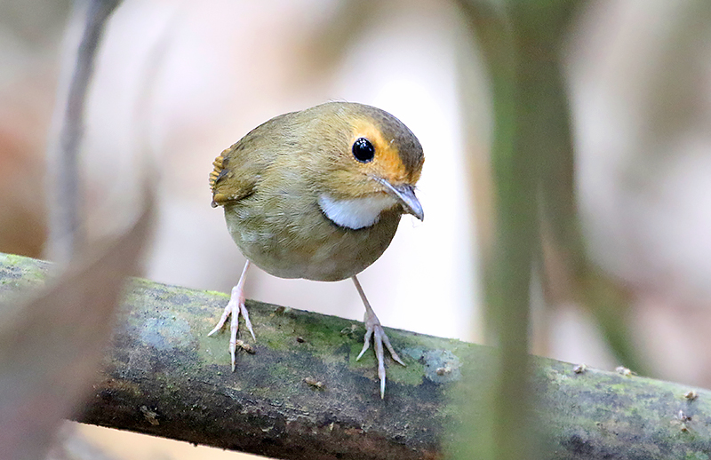 Rufous-browed Flycatcher