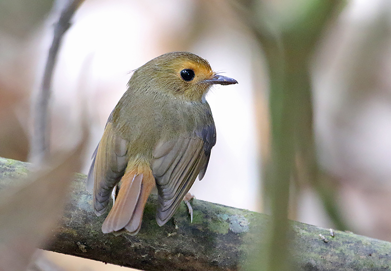 Rufous-browed Flycatcher