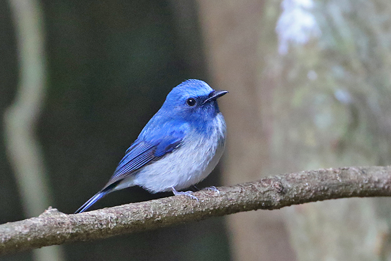 Hainan Flycatcher