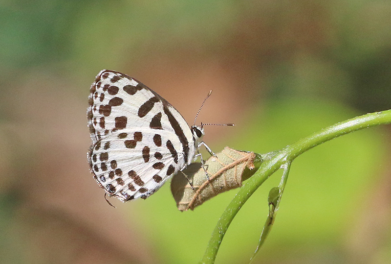 Common Pierrot