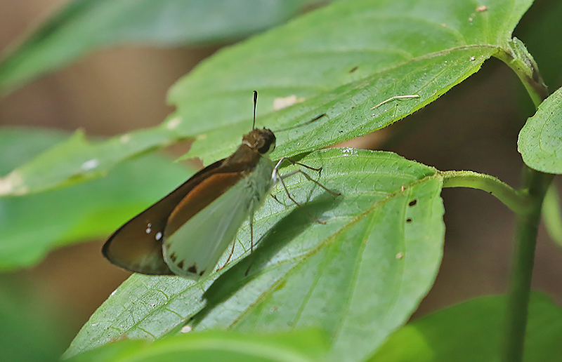 Common Wight (Iton semamora)