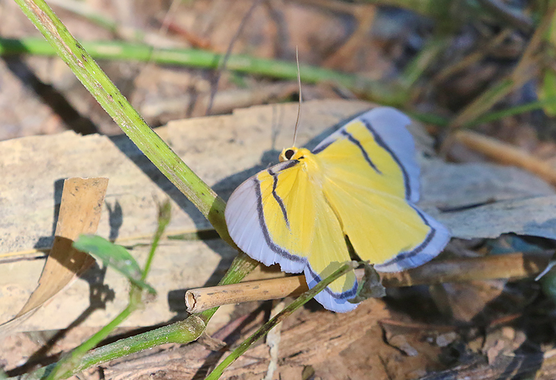 Grey-bordered Yellow-Looper
