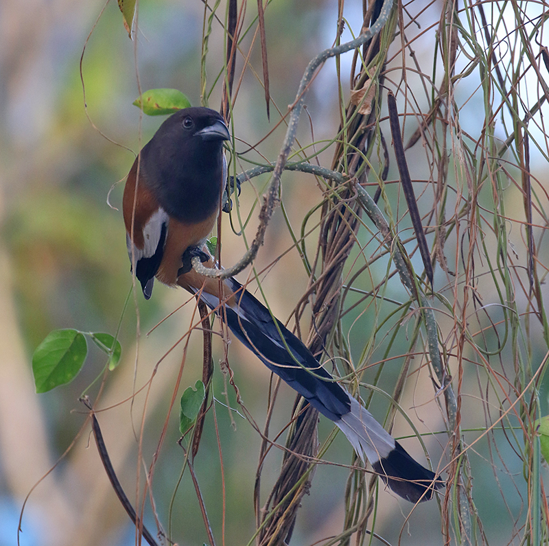 Rufous Treepie