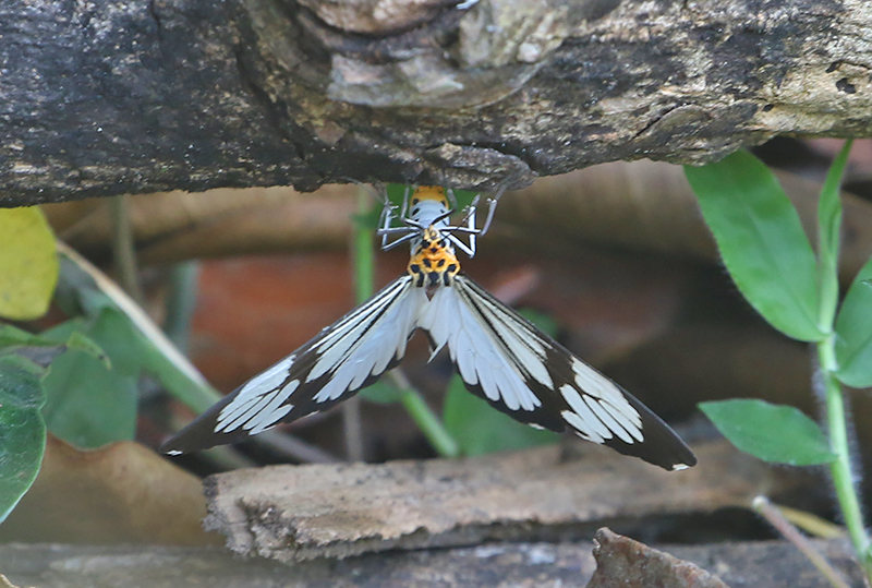 Nyctemera coleta (Marbled White Moth)