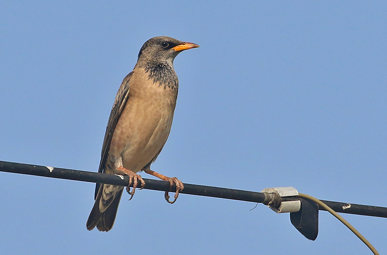 Rosy Starling